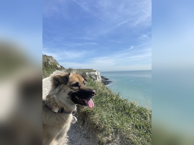 Toffee sucht erfahrenes, liebevolles Zuhause – besondere Hündin für Hundeprofis