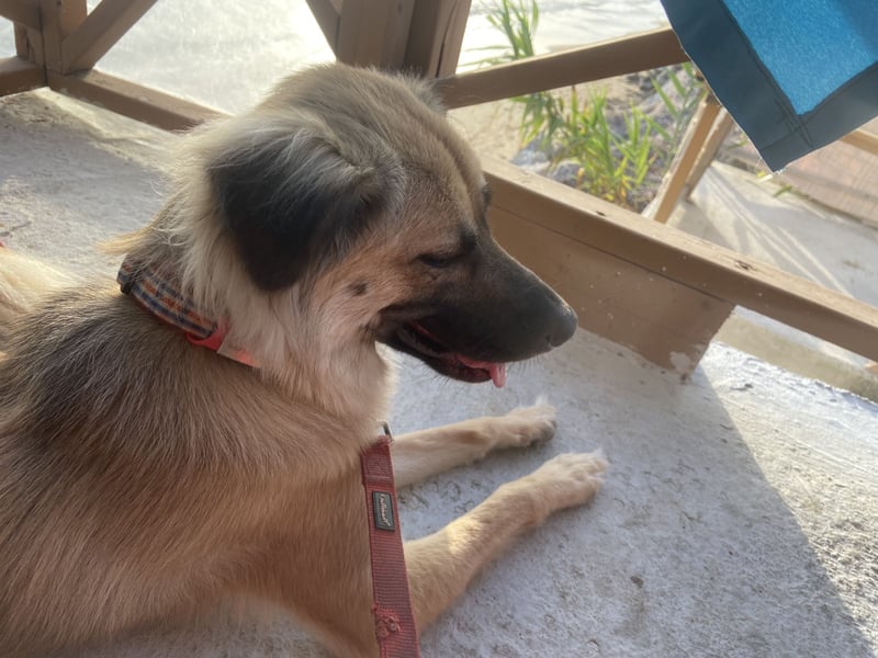 Toffee sucht erfahrenes, liebevolles Zuhause – besondere Hündin für Hundeprofis