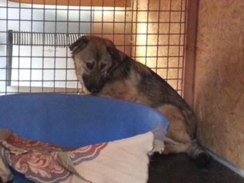 Archie sucht ein neues Zuhause