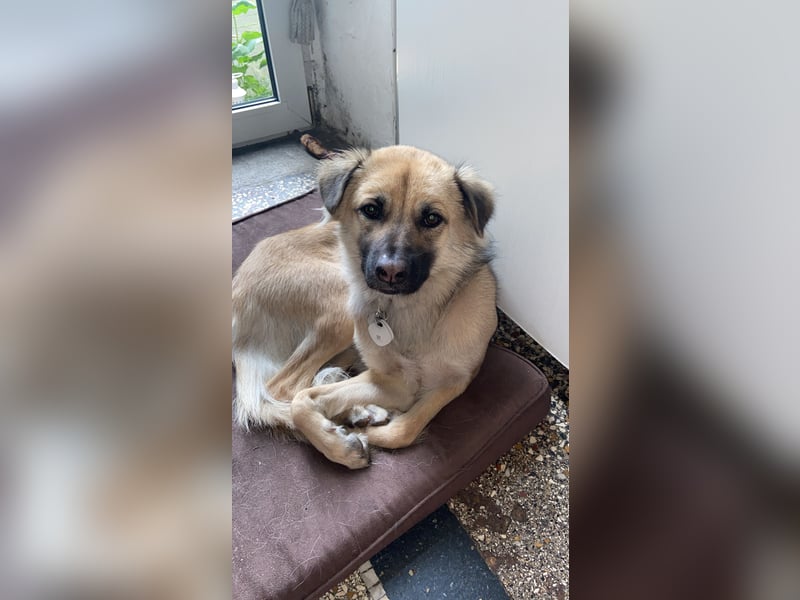 Toffee sucht erfahrenes, liebevolles Zuhause – besondere Hündin für Hundeprofis