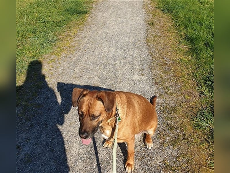 Atze aus Ihlienworth in Niedersachsen