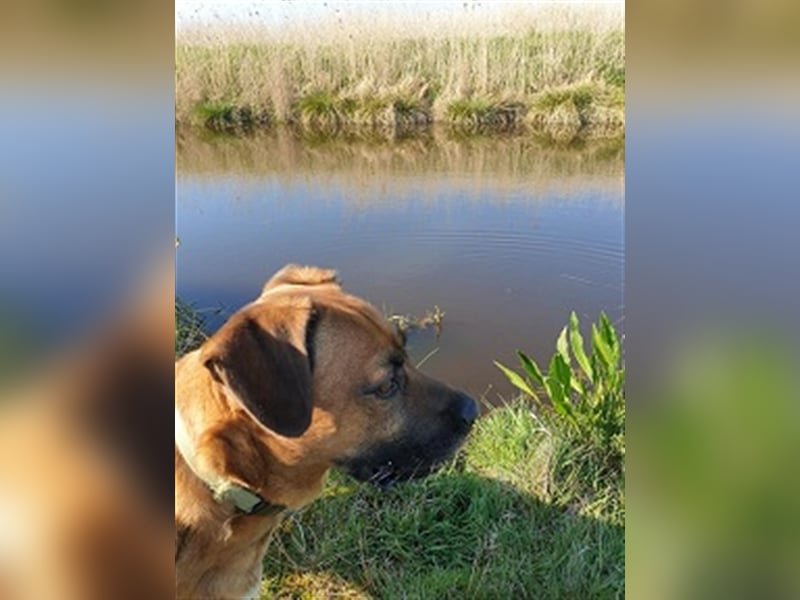 Atze aus Ihlienworth in Niedersachsen