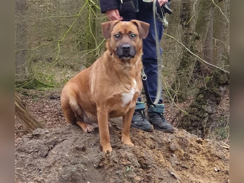 Atze aus Ihlienworth in Niedersachsen