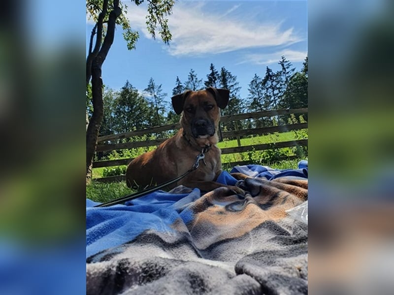 Atze aus Ihlienworth in Niedersachsen