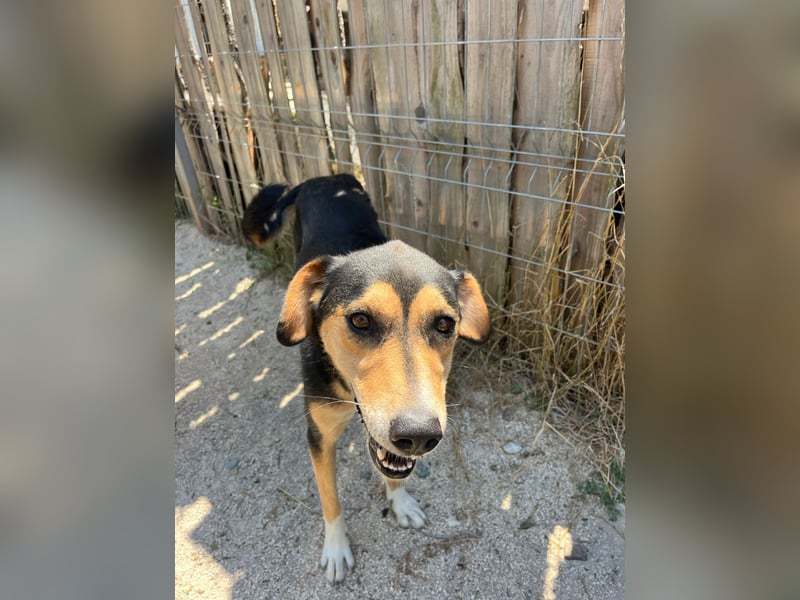 Pepper (2) ist eine wunderschöne junge Hündin - bereit für ein Zuhause