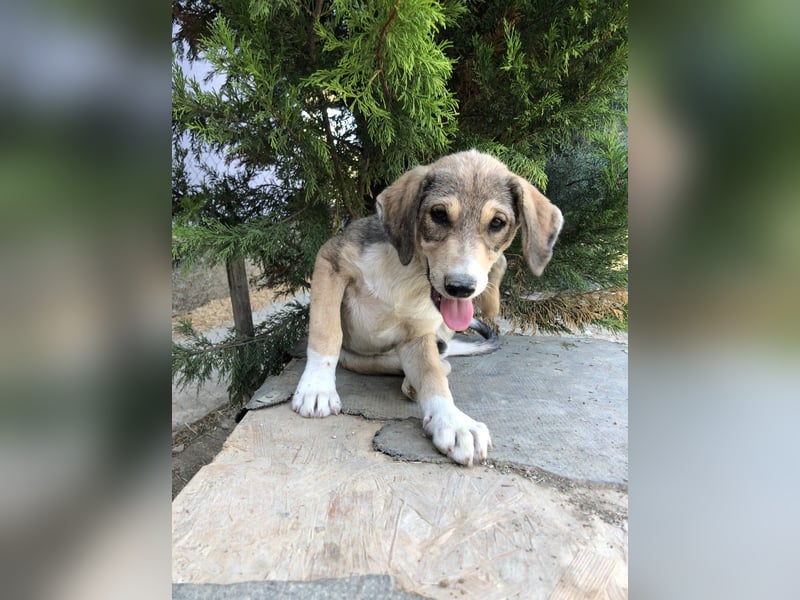 Alfonzo (3) sucht seine Familie