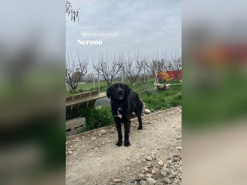 Nero (4) wartet schon so lange....