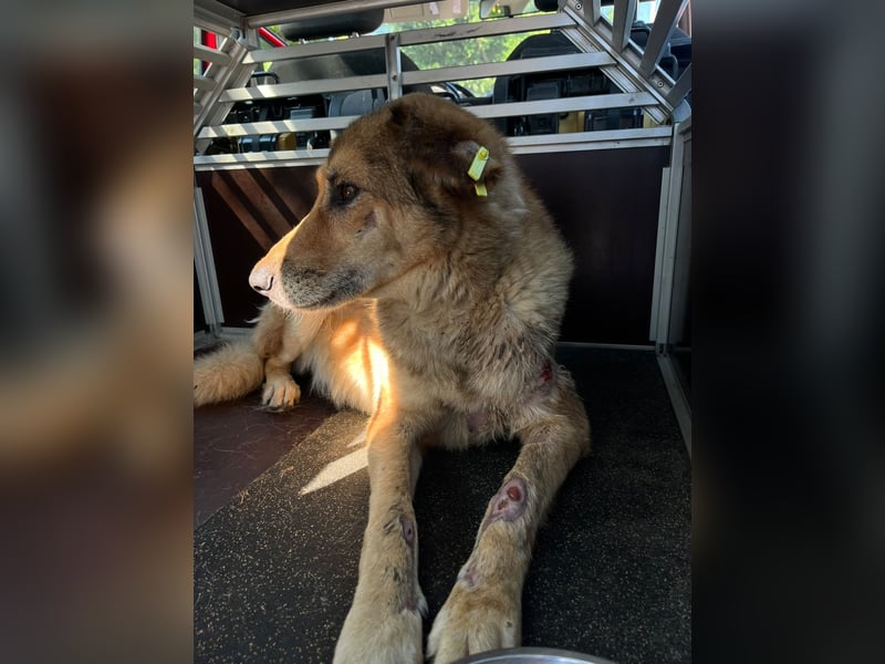 Freddy (6) unser Engel hat endlich Glück verdient