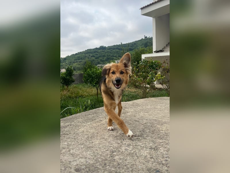 Evie (1-2) unsere scheue Schönheit