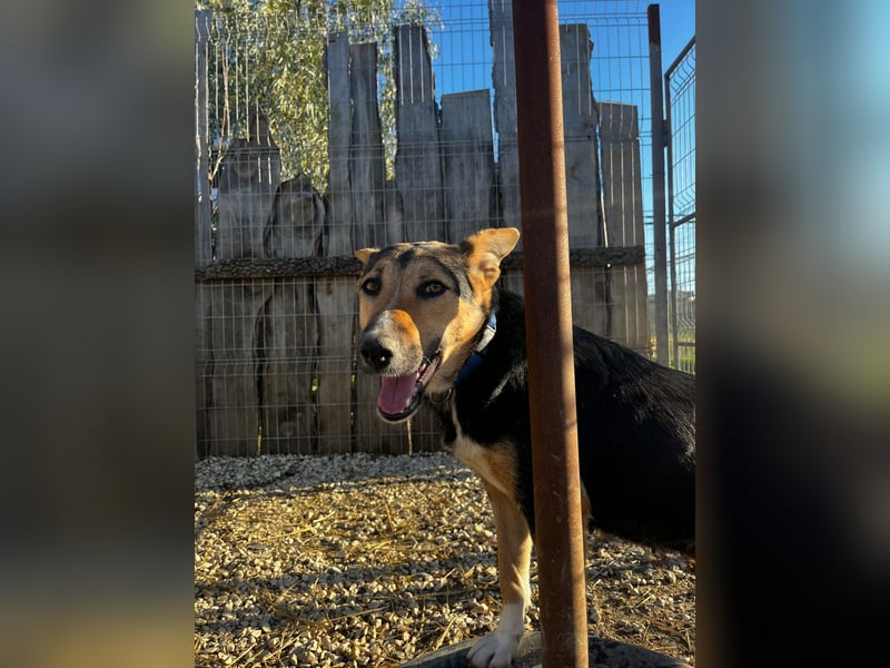 Shila (5) sucht nach einem liebevollen Zuhause