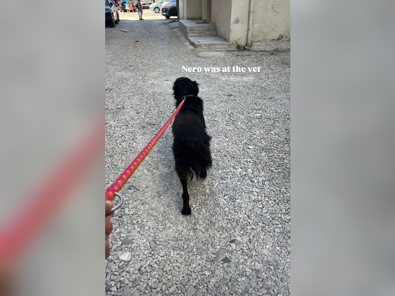 Nero (4) wartet schon so lange....