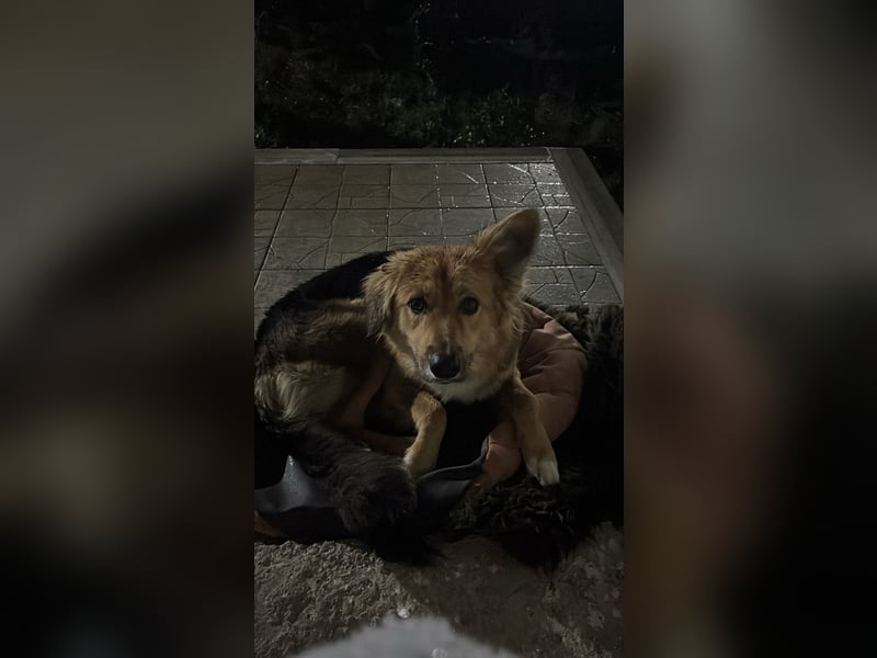 Evie (1-2) unsere scheue Schönheit