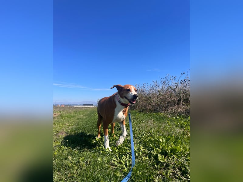 Fanja (8) unsere Kämpferin mit Herz (Bully Mischling)