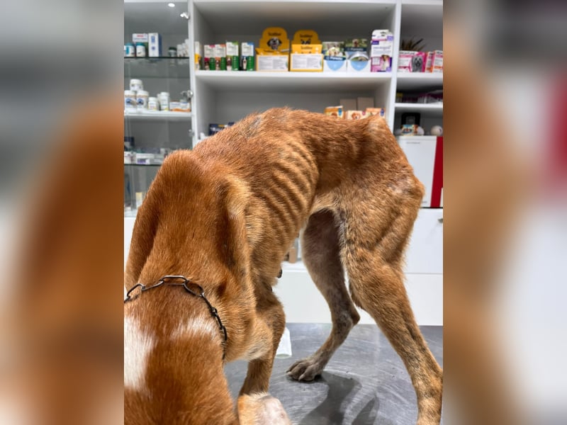 Milly (3) unsere dreibeinige Kämpferin sucht ein Zuhause