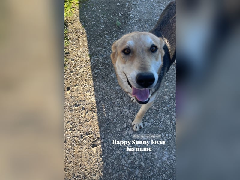 Sunny (4) sucht ein Zuhause