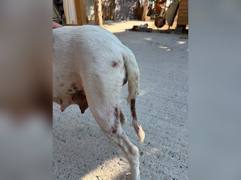 Murphy (3) sucht Ihr Happy End