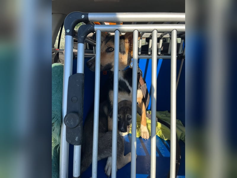 Shila (5) sucht nach einem liebevollen Zuhause