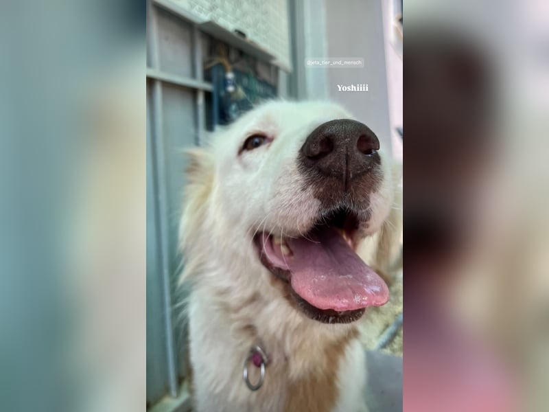 Yoshi (9) sucht einen ruhigen Platz