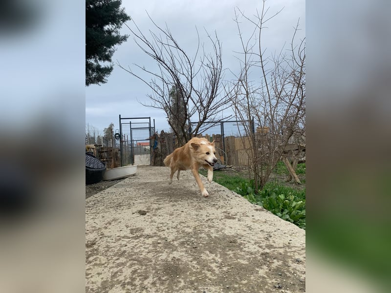 Axel (4) sucht ein sicheres Zuhause