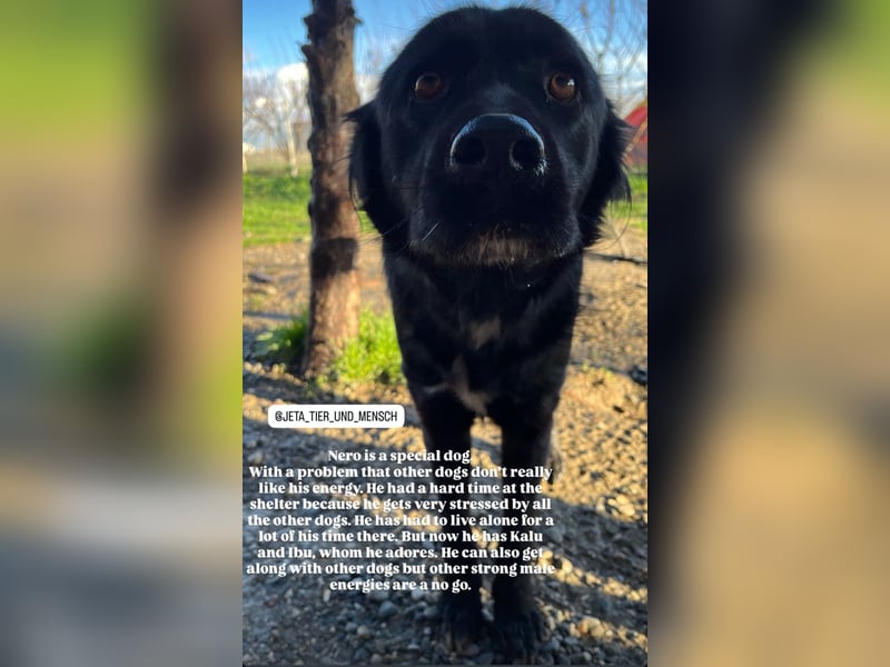 Nero (4) wartet schon so lange....