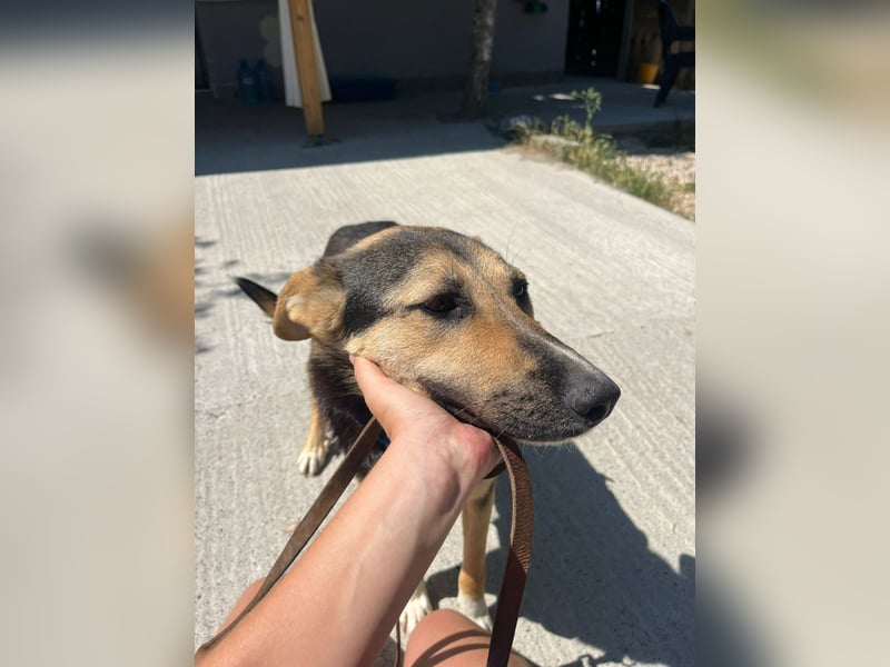 Shila (5) sucht nach einem liebevollen Zuhause