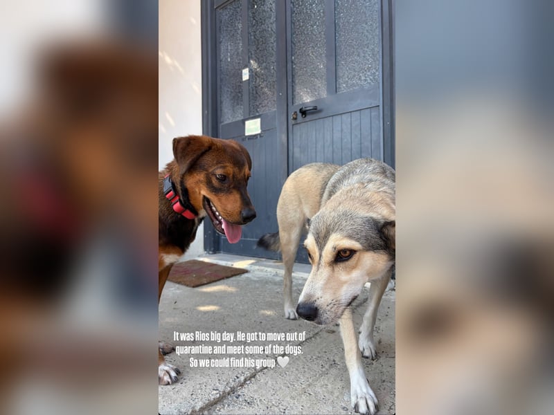 Rio (7 Monate) hat schon so viel durchgemacht