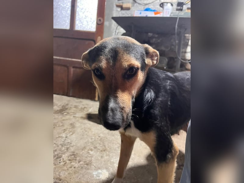 Shila (5) sucht nach einem liebevollen Zuhause