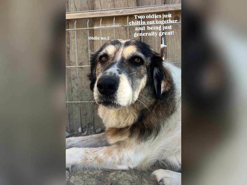 Drago (8/9) sucht ein gemütliches Plätzchen