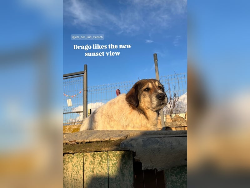 Drago (8/9) sucht ein gemütliches Plätzchen