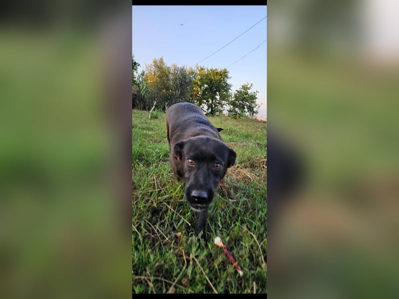 Bellissima eine wahre black beauty