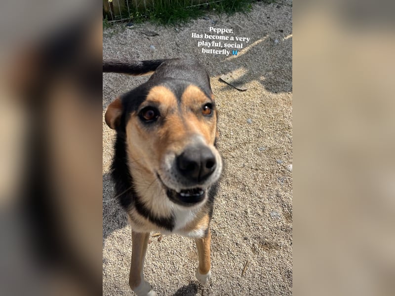 Pepper (2) ist eine wunderschöne junge Hündin - bereit für ein Zuhause
