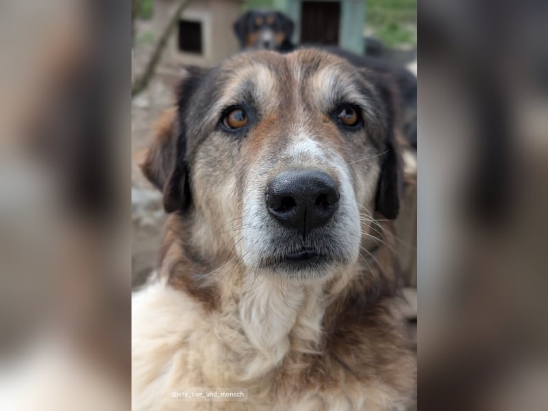 Drago (8/9) sucht ein gemütliches Plätzchen