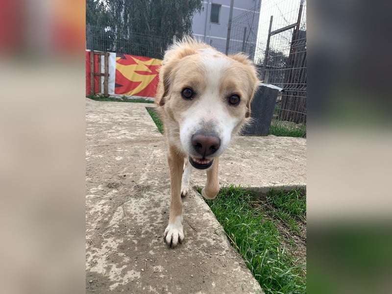 Axel (4) sucht ein sicheres Zuhause