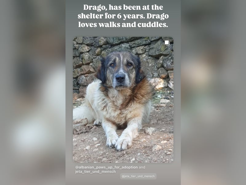 Drago (8/9) sucht ein gemütliches Plätzchen