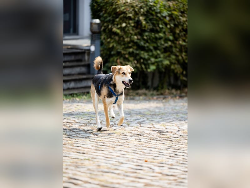 Sunny (4) sucht ein Zuhause