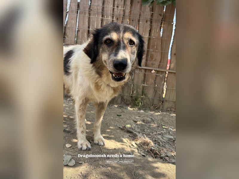 Drago (8/9) sucht ein gemütliches Plätzchen