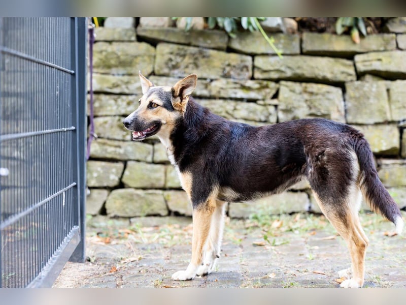 Shila (5) sucht nach einem liebevollen Zuhause