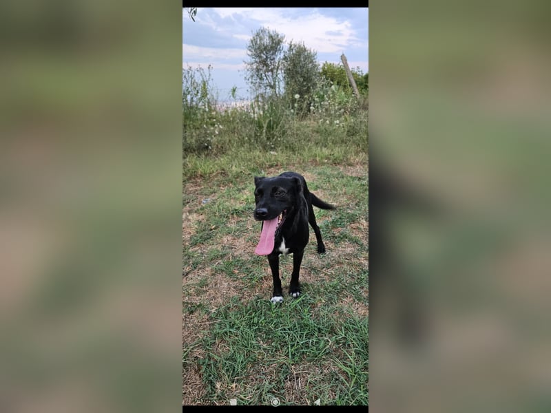 Bellissima eine wahre black beauty