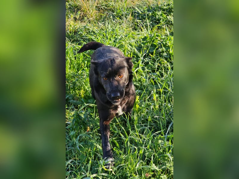 Bellissima eine wahre black beauty