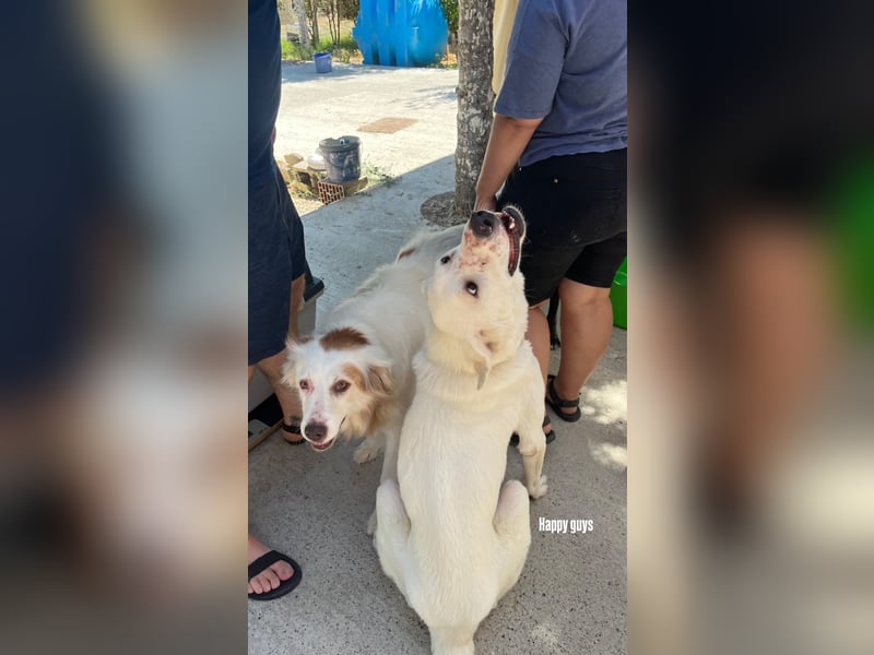 Yoshi (9) sucht einen ruhigen Platz