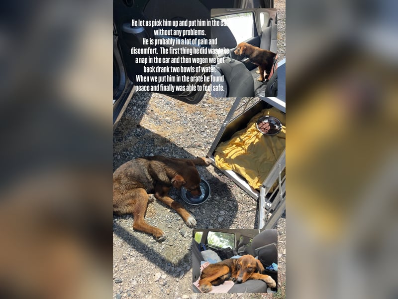 Rio (7 Monate) hat schon so viel durchgemacht