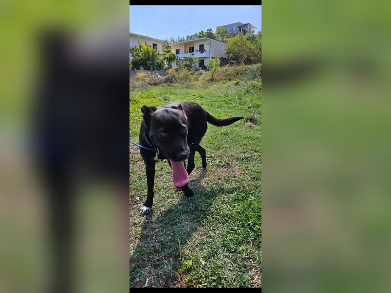 Bellissima eine wahre black beauty