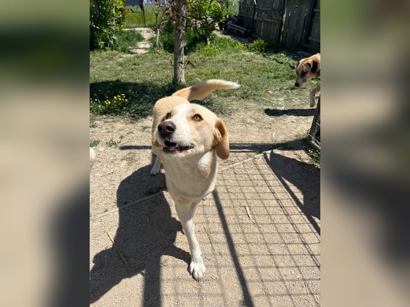 Cleo (2) ist bereit für ein Zuhause