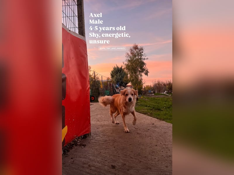 Axel (4) sucht ein sicheres Zuhause