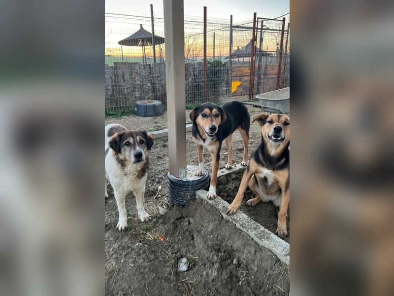 Drago (8/9) sucht ein gemütliches Plätzchen