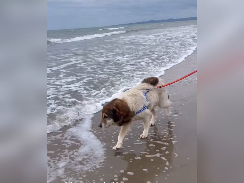 Drago (8/9) sucht ein gemütliches Plätzchen