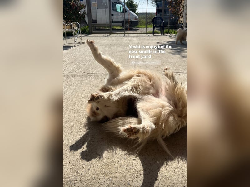 Yoshi (9) sucht einen ruhigen Platz