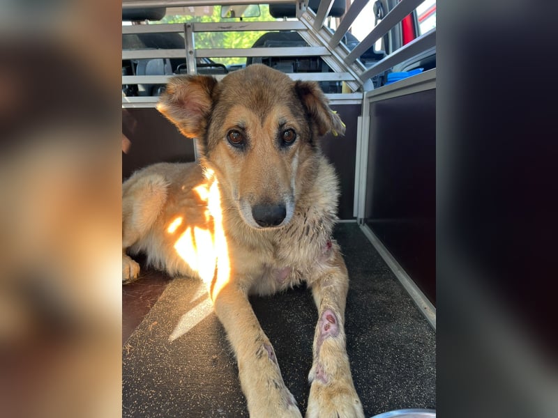 Freddy (6) unser Engel hat endlich Glück verdient