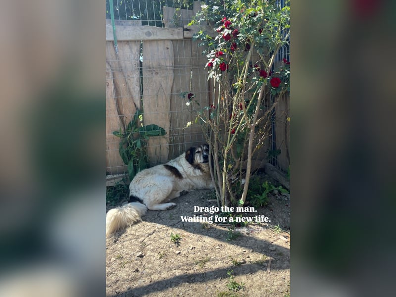 Drago (8/9) sucht ein gemütliches Plätzchen