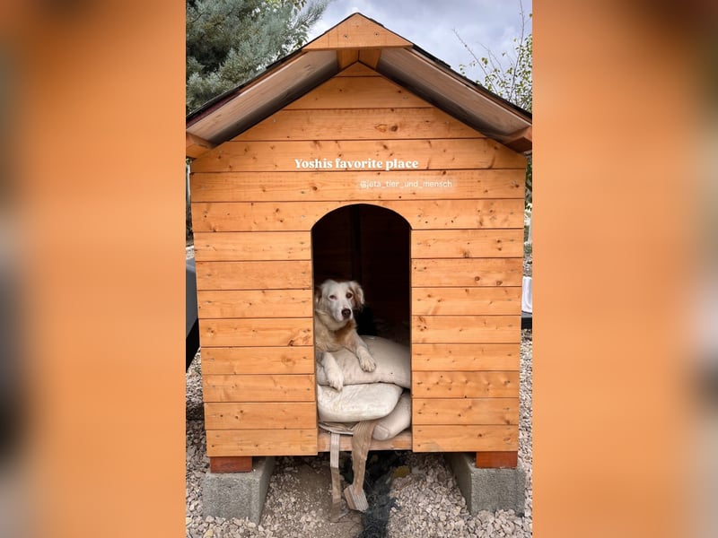 Yoshi (9) sucht einen ruhigen Platz